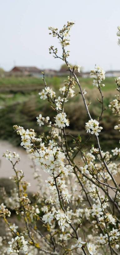 Preview of North Fambridge to Althorne