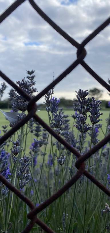 Preview of Clarence Ground Walk - Step Free