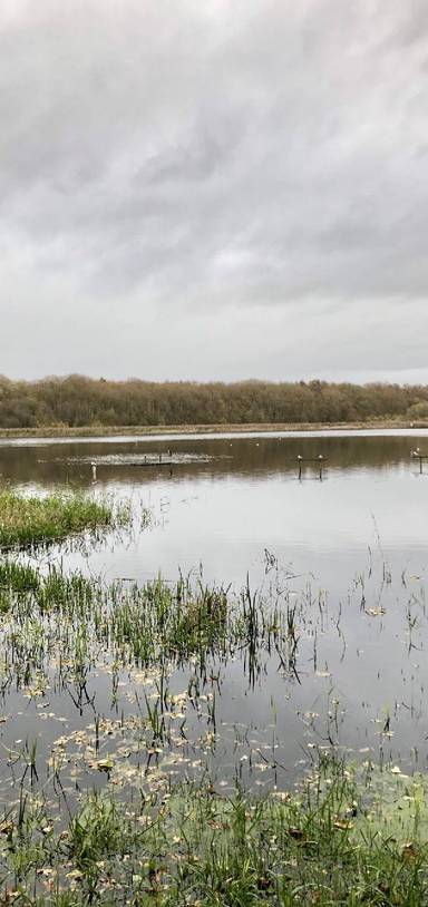 Preview of Birding in Boultham Mere