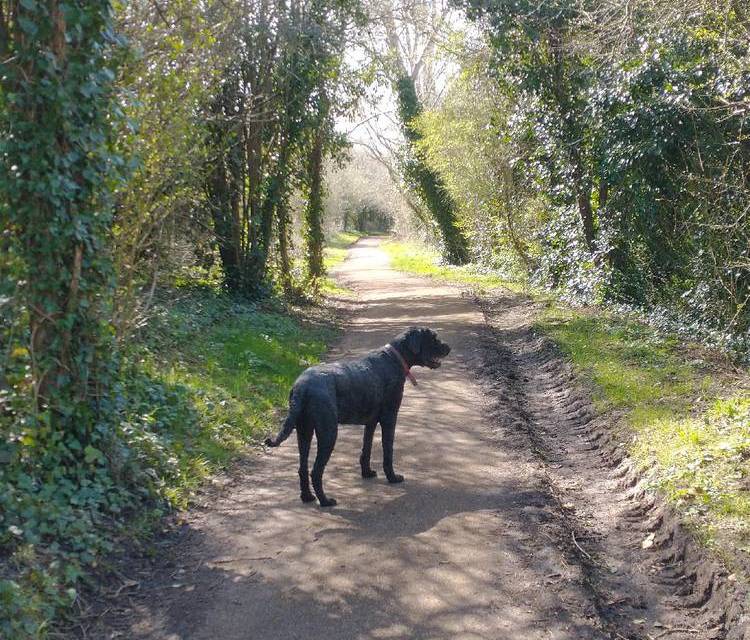 Preview of Bristol South Skyline Walk