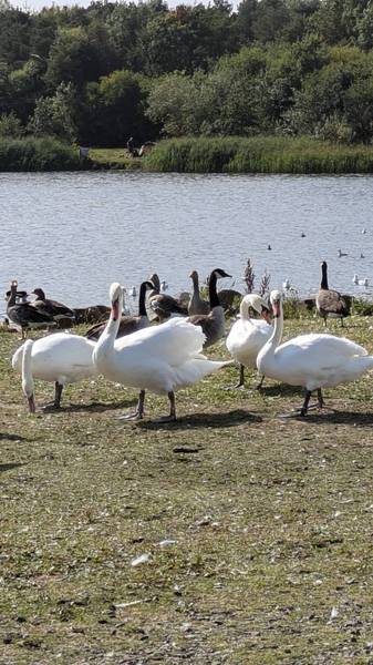 Preview of QE2 Country Park, Ashington