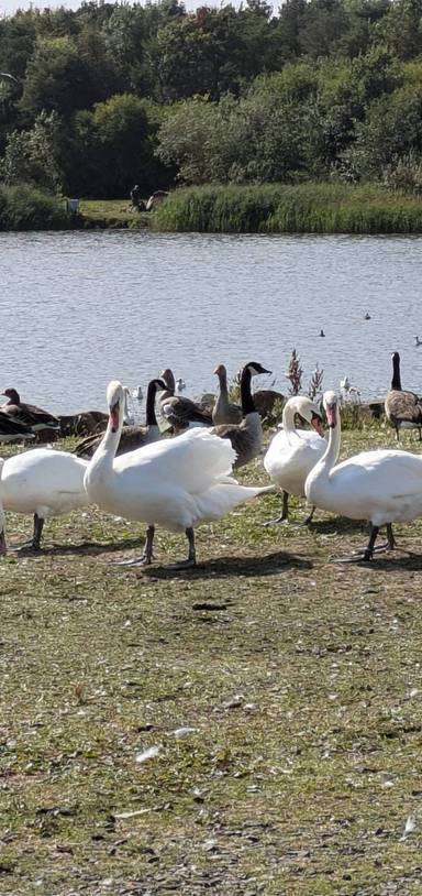 Preview of QE2 Country Park, Ashington