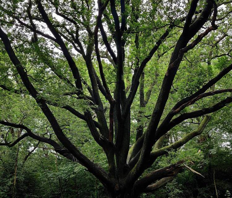 Preview of Hollow Pond to Octopus Tree