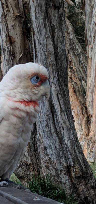 Preview of Centennial Park > Bronte Beach