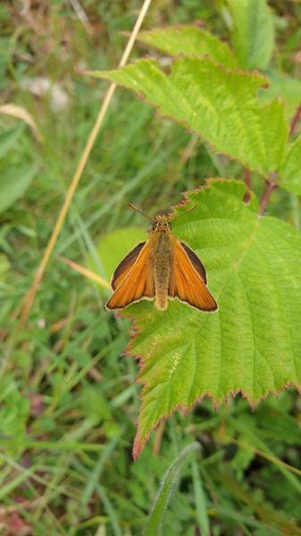 Preview of New Forest Butterfly Walk 