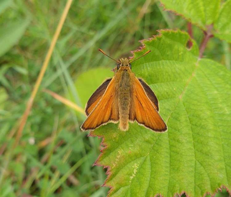 Preview of New Forest Butterfly Walk