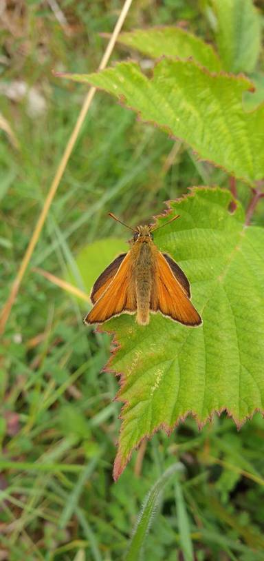 Preview of New Forest Butterfly Walk