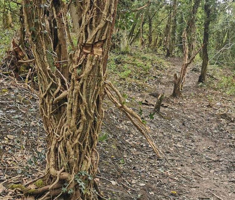 Preview of Glossop Circular 4