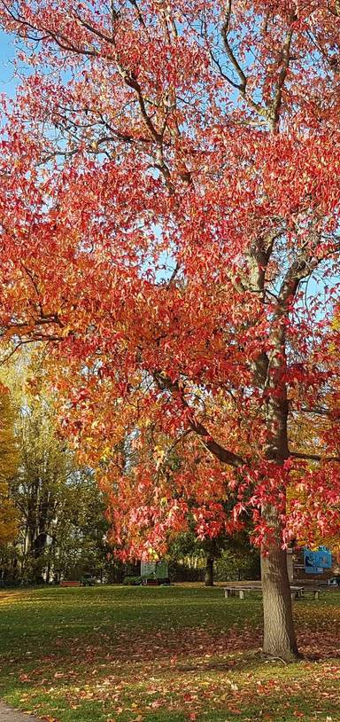 Preview of Manor House to Mountsfield