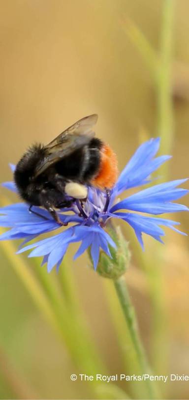 Preview of The Bee Walk