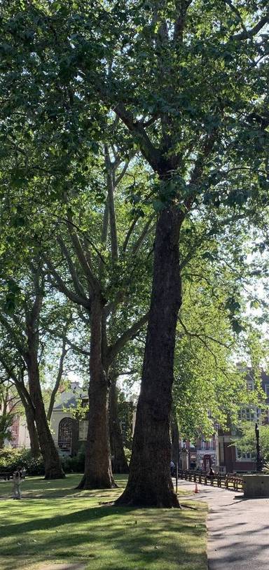 Preview of 1 Hotel Mayfair's Tree Walk