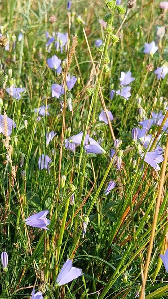 Preview of Wildflower West Walk Part 1