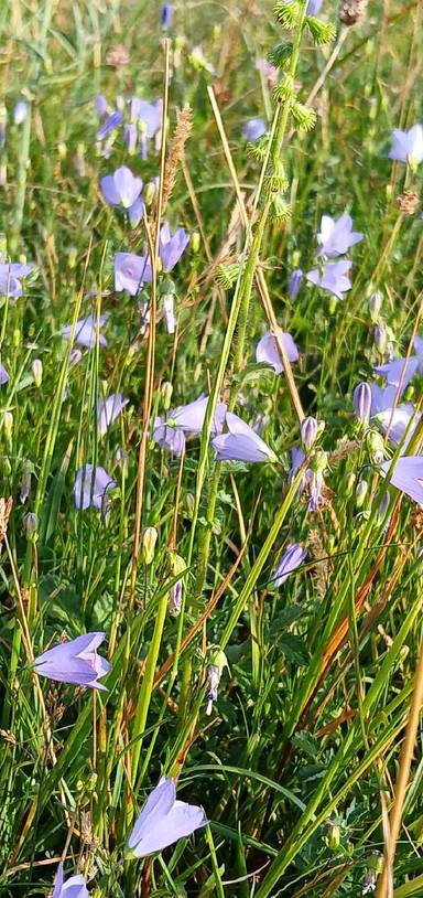 Preview of Wildflower West Walk Part 1