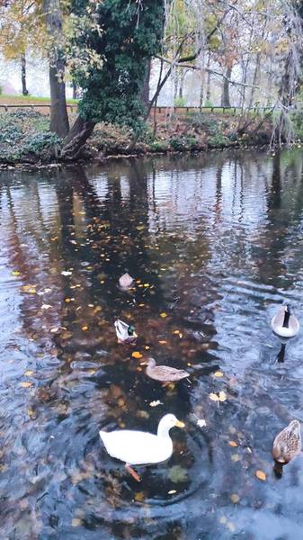 Preview of Vernon Park Walk