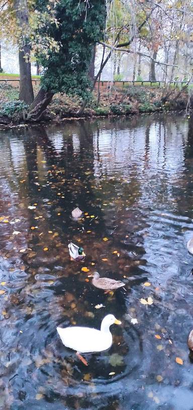 Preview of Vernon Park Walk