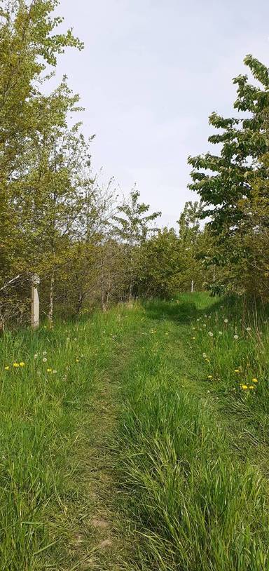 Preview of Jubilee Treefest Walk