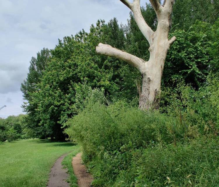 Preview of Hackney Marsh Lee Valley Park