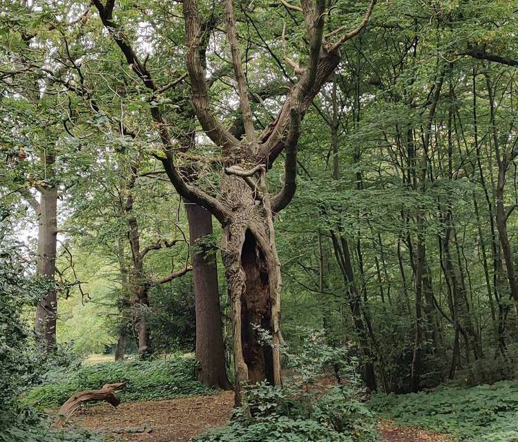 Preview of Secret paths in South Epping