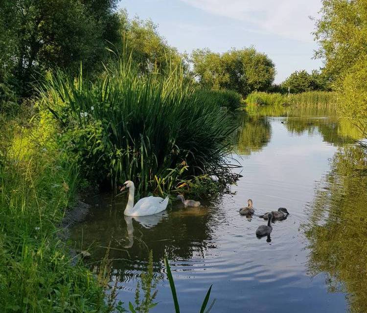 Preview of Bennion Pools Nature Area