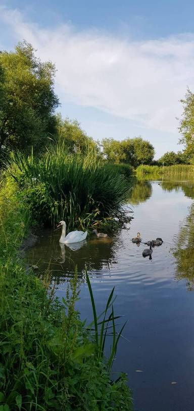 Preview of Bennion Pools Nature Area