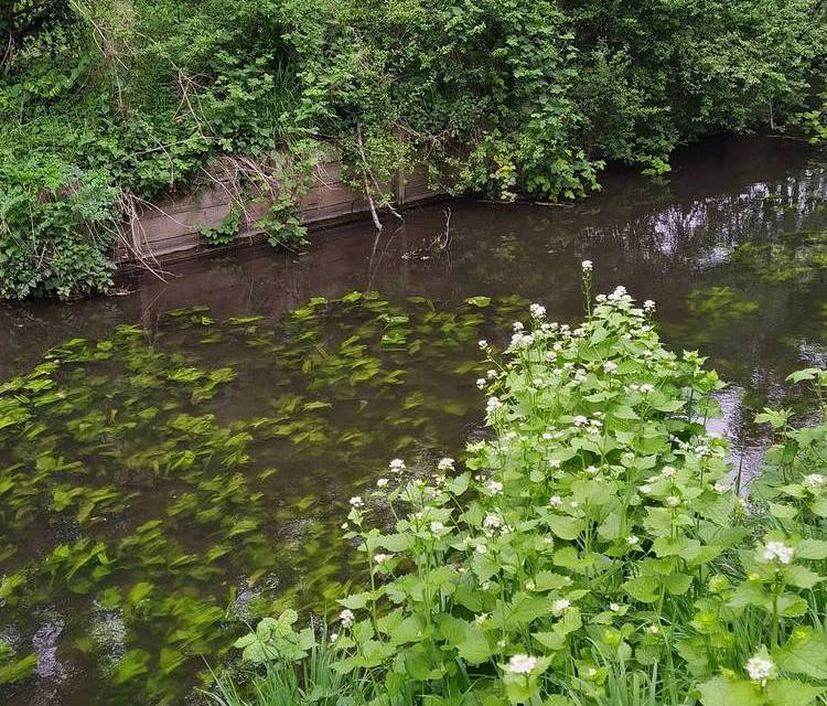 Preview of Kneller Gardens two rivers