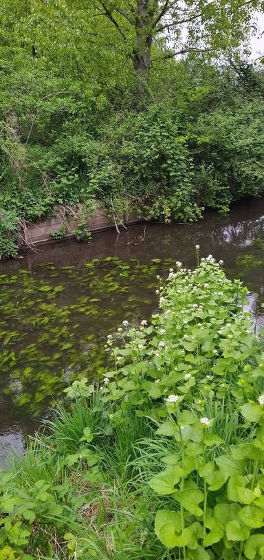 Preview of Kneller Gardens two rivers