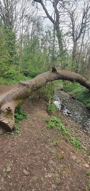 Preview of Baddock Wood - Short Loop