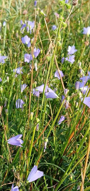 Preview of Wildflower West Walk Part 2